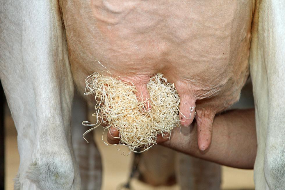 Jemand reinigt das Euter einer Kuh mit einer Handvoll Holzwolle 